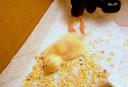 あし