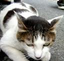 下町ねこ